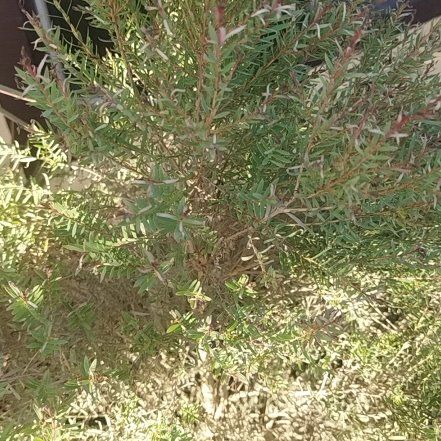 Photo of the plant species Western Australian Peppermint by @SmartDouglasfir named Maya on Greg, the plant care app