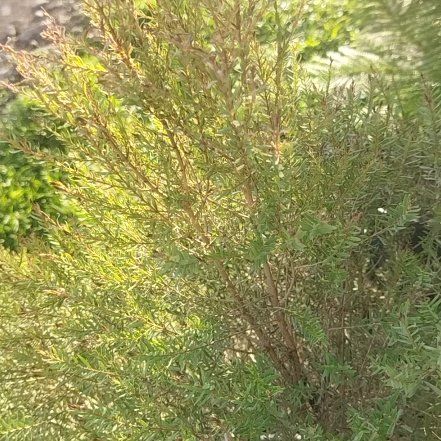 Photo of the plant species Western Australian Peppermint by @SmartDouglasfir named Cleopatra on Greg, the plant care app