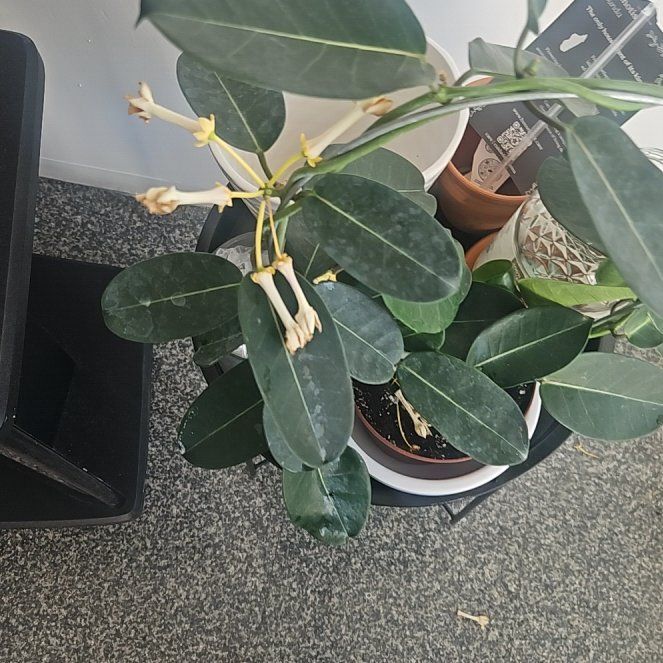 Photo of the plant species Stephanotis by @Romanchamomile named Apollo on Greg, the plant care app
