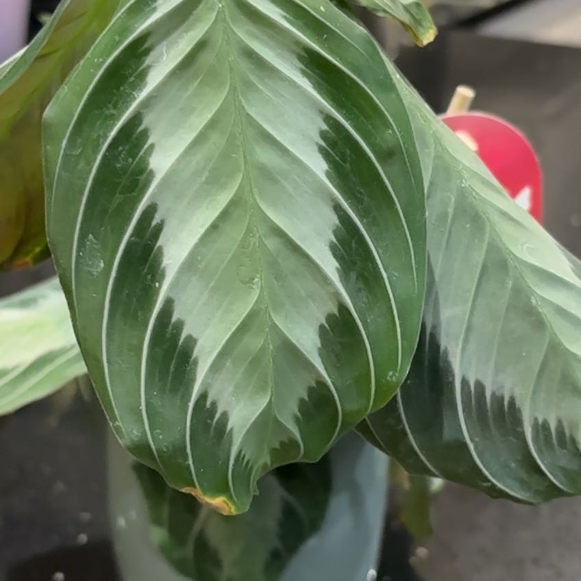 Photo of the plant species Prayer Plant by @ShowySucculents named Stella on Greg, the plant care app