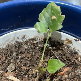Photo of the plant species Radermachera boniana by @ShowySucculents named Duke on Greg, the plant care app