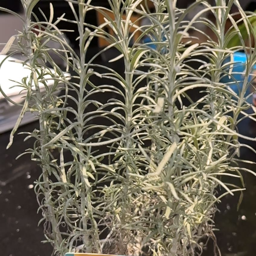 Photo of the plant species Italian Strawflower by @ShowySucculents named Naomi on Greg, the plant care app