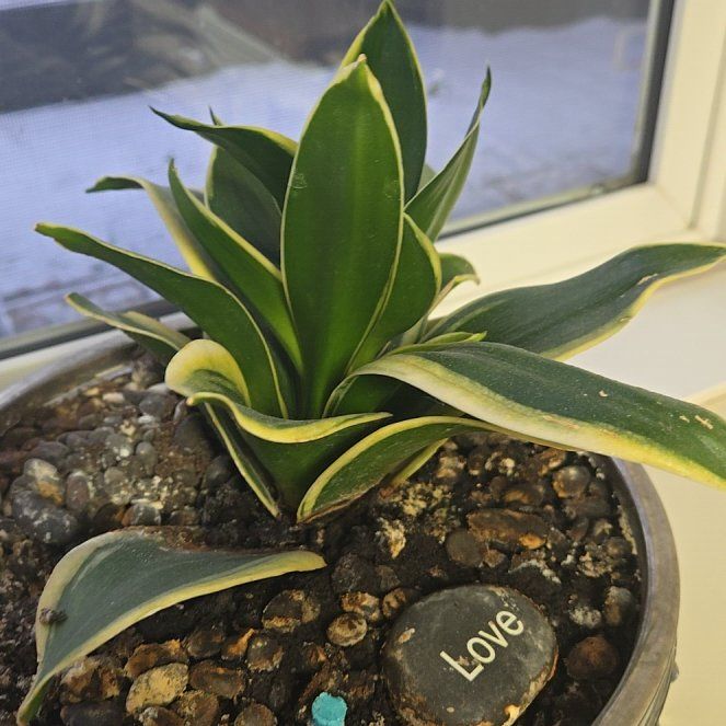 Photo of the plant species Black Gold Snake Plant by @NovelNettediris named Momma on Greg, the plant care app