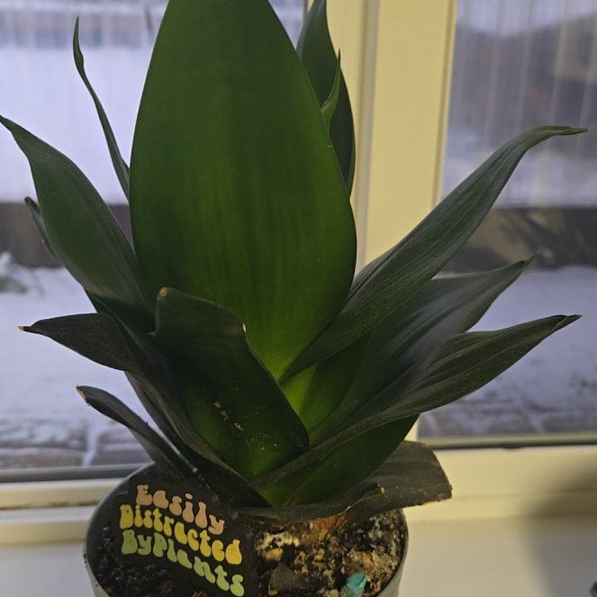 Photo of the plant species Black Jade Snake plant by @NovelNettediris named Winston on Greg, the plant care app