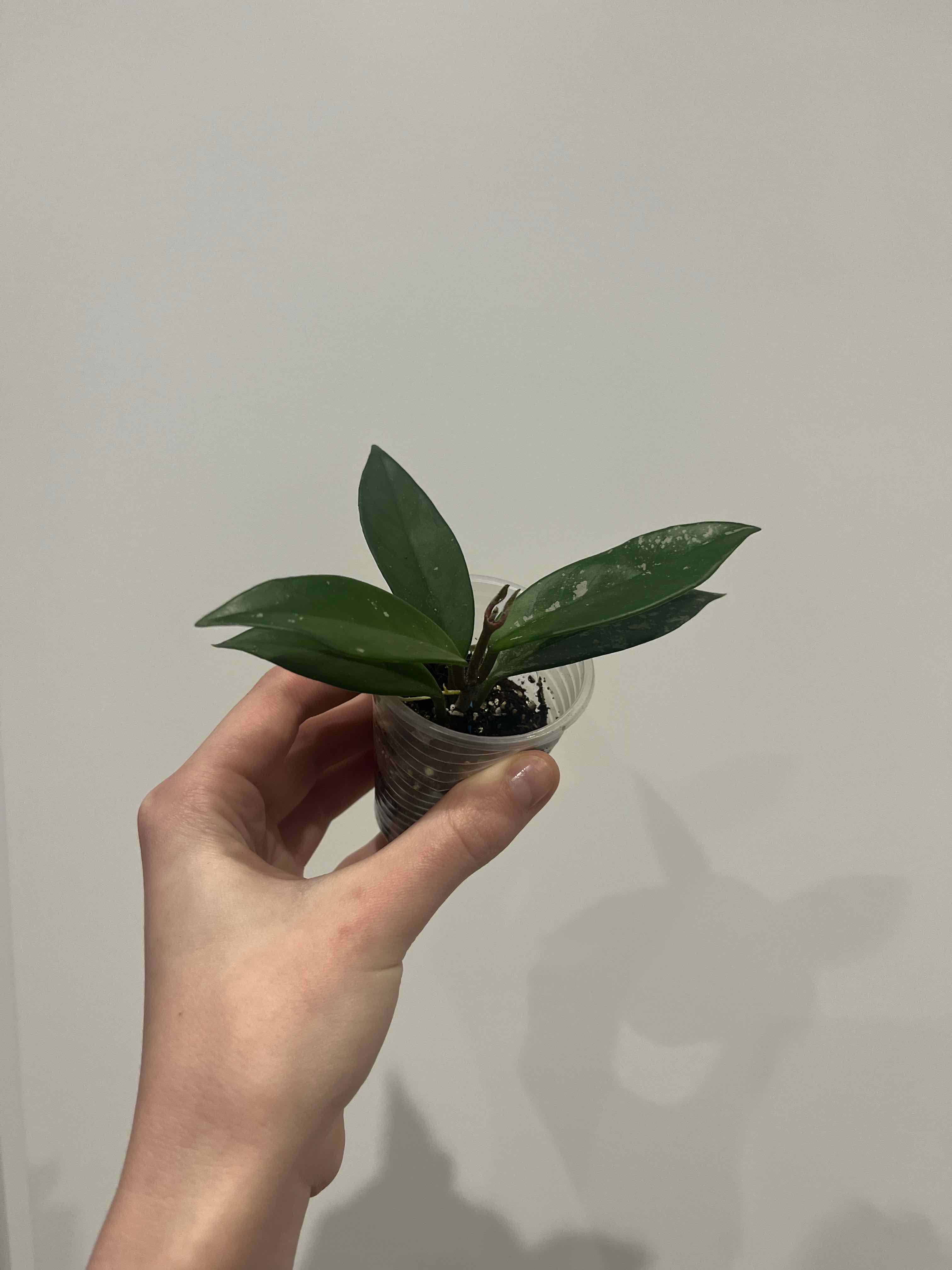 Photo of the plant species Stardust Hoya Carnosa by @KookyKaraka named Aria on Greg, the plant care app