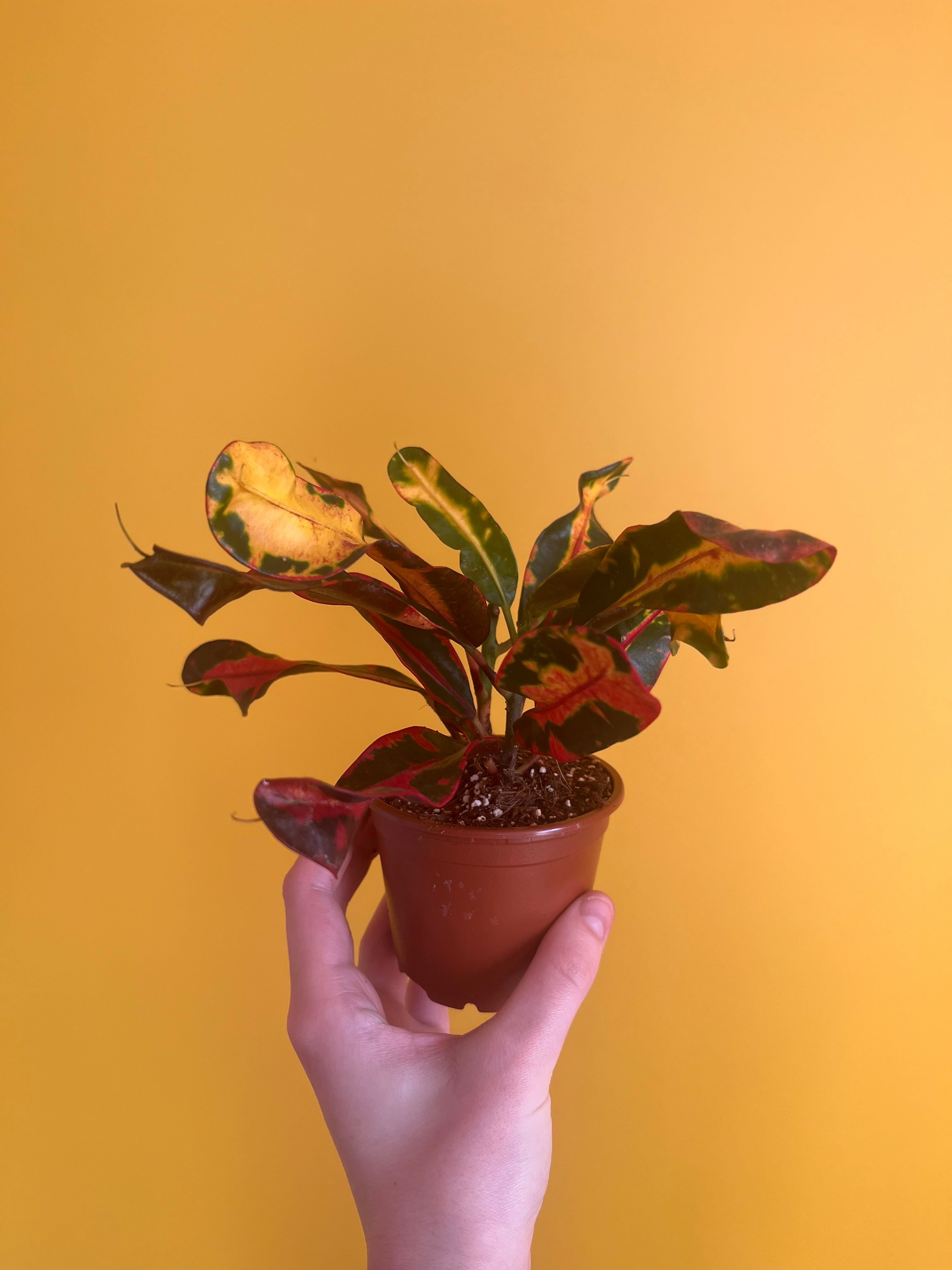 🍃 Ultimate Guide to Codiaeum luzonicum