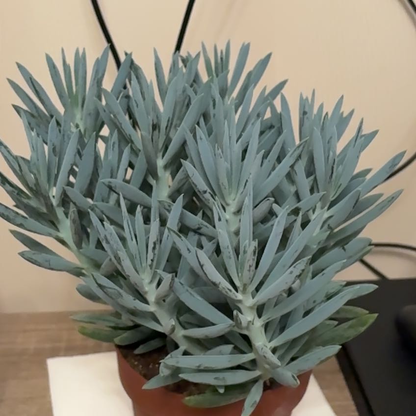 Photo of the plant species Turquoise Tentacles Curio by @NeatMeloncactus named Silvio on Greg, the plant care app