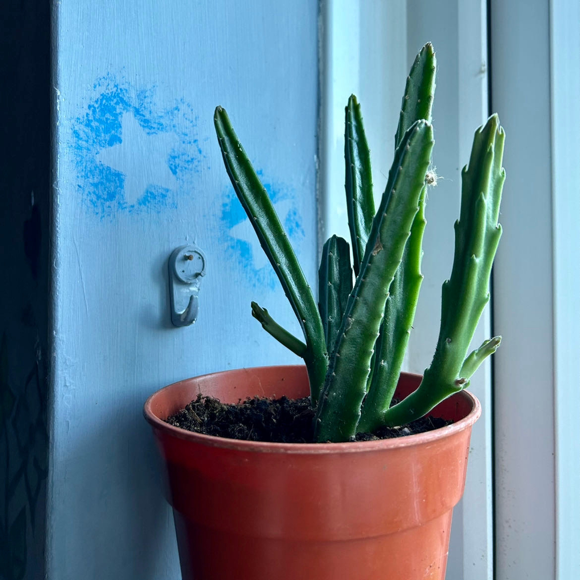 Photo of the plant species Carrion Flower by @MsBuggle named Guo on Greg, the plant care app