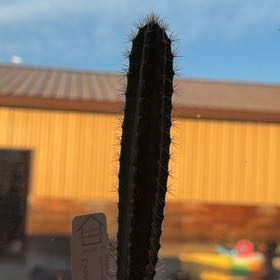 Photo of the plant species Cereus peruvianus 'Paolina' by @NiceBlueburrito named Wall-E on Greg, the plant care app