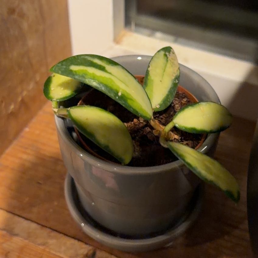 Photo of the plant species Hoya acuta 'Variegata' by @NiceBlueburrito named Valentine on Greg, the plant care app