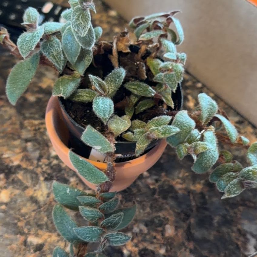 Photo of the plant species Teddy Bear Vine by @NiceBlueburrito named Kobe on Greg, the plant care app