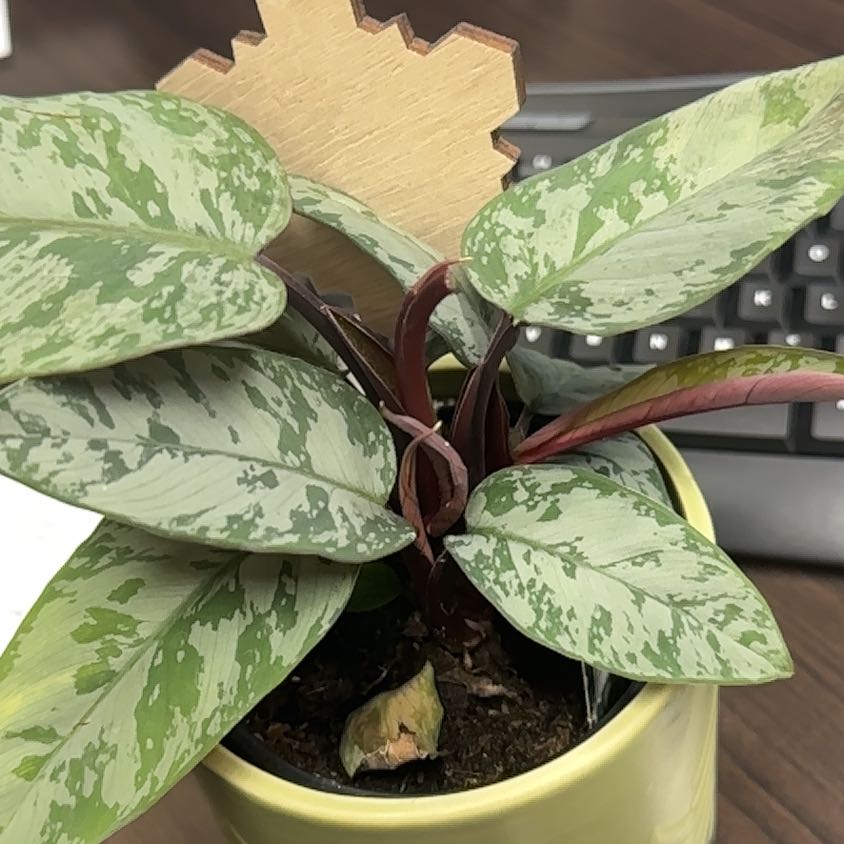 Photo of the plant species Purple Sword by @ZanyBeachalmond named Denali on Greg, the plant care app