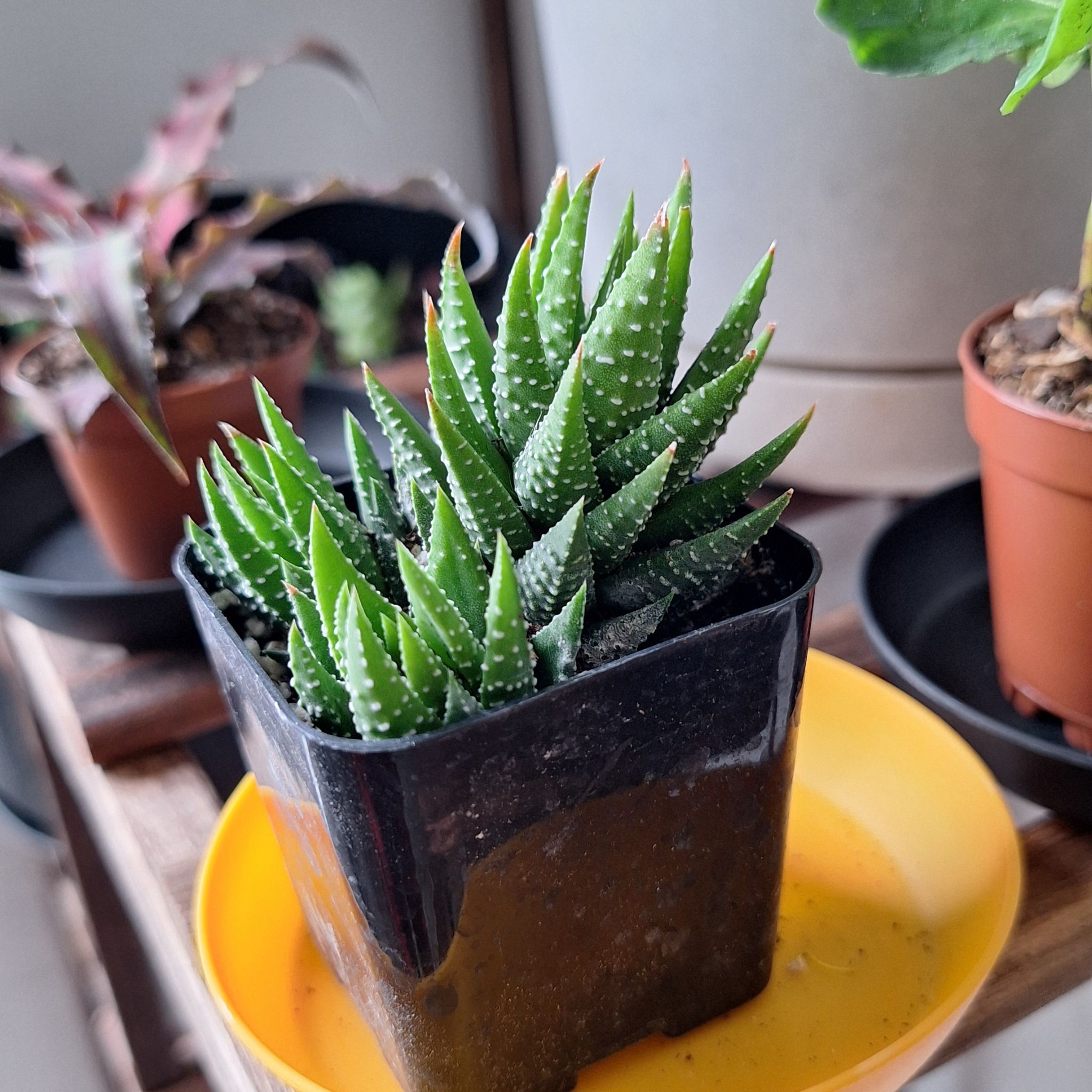 Photo of the plant species Haworthia attenuata 'Enon' by @CuttingedgeYuzu named Unnamed on Greg, the plant care app