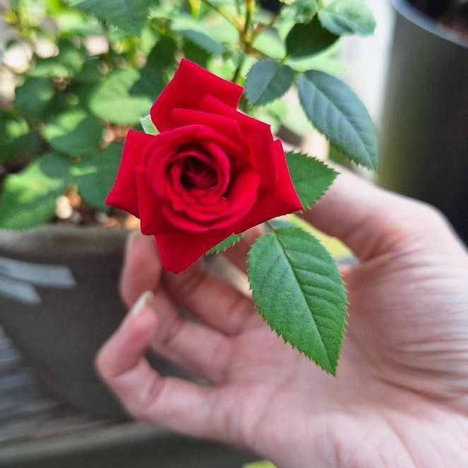 Photo of the plant species Miniature Rose by @CuttingedgeYuzu named Thorn on Greg, the plant care app