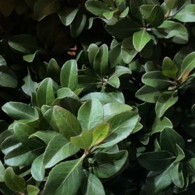 Photo of the plant species White Hawthorn by @GrandVoodoolily named Spike Leaves on Greg, the plant care app