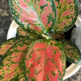 Photo of the plant species Anglaonema Black Maroon by @DandyVicksplant named Stella on Greg, the plant care app