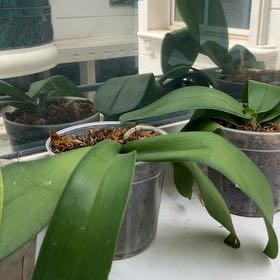 Photo of the plant species Arched-lip Bulbophyllum by @BraveOrangezest named Bella on Greg, the plant care app