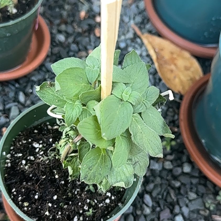 Photo of the plant species Lemon Mint by @BestCalendula named Fernie Saunders on Greg, the plant care app