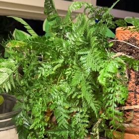 Plant care for Davallia Fern on Greg, the plant care app