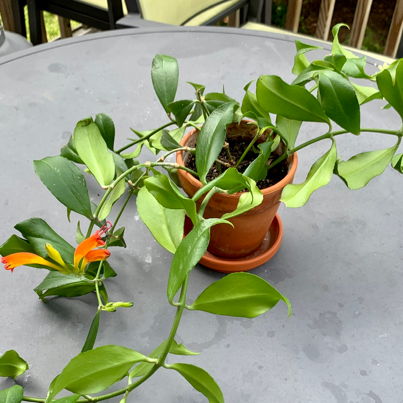 Plant care for Bamboo Orchid on Greg, the plant care app