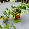Plant care for lemon verbena on Greg, the plant care app