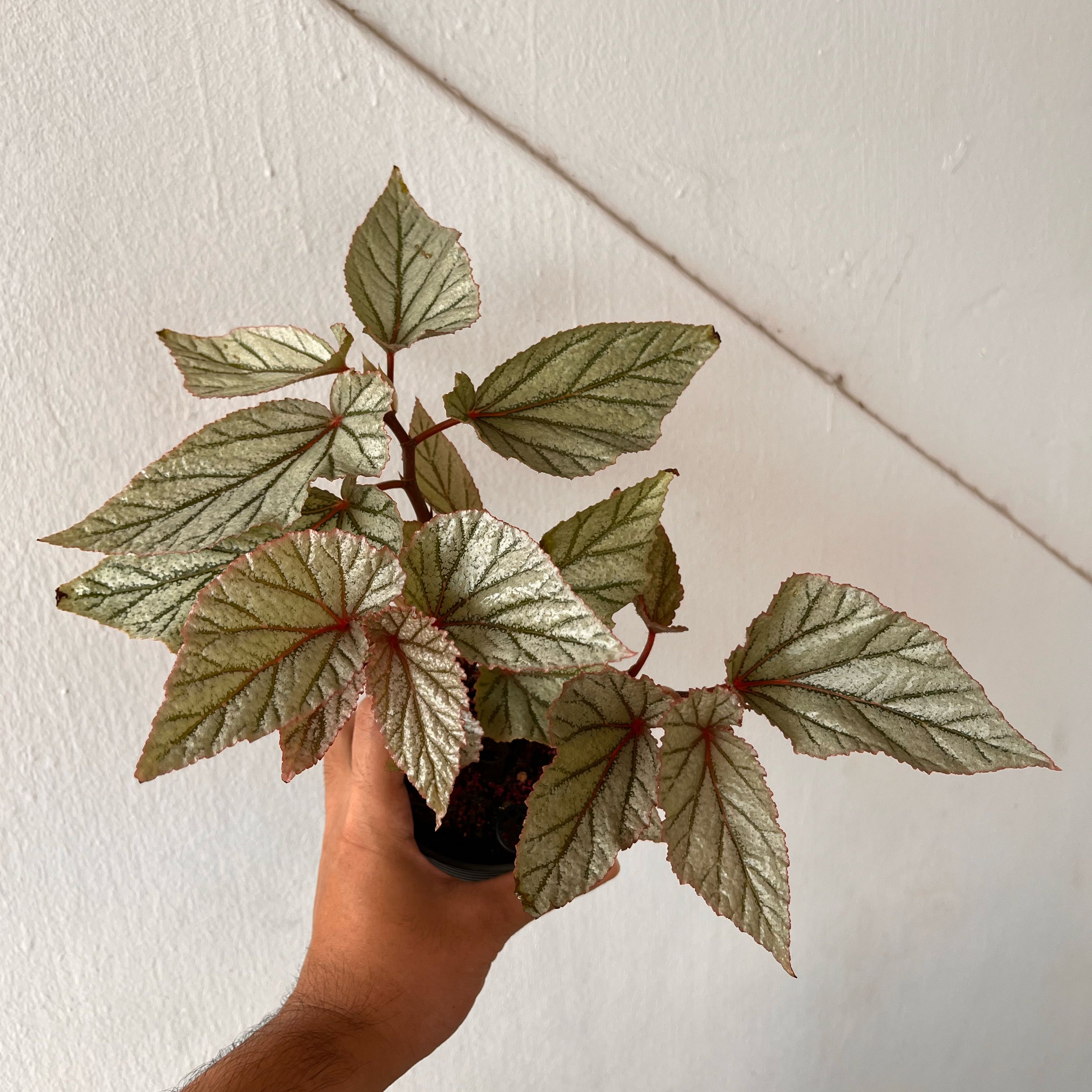 Photo of the plant species Begonia 'Don Miller' by @Syxhd named DON on Greg, the plant care app