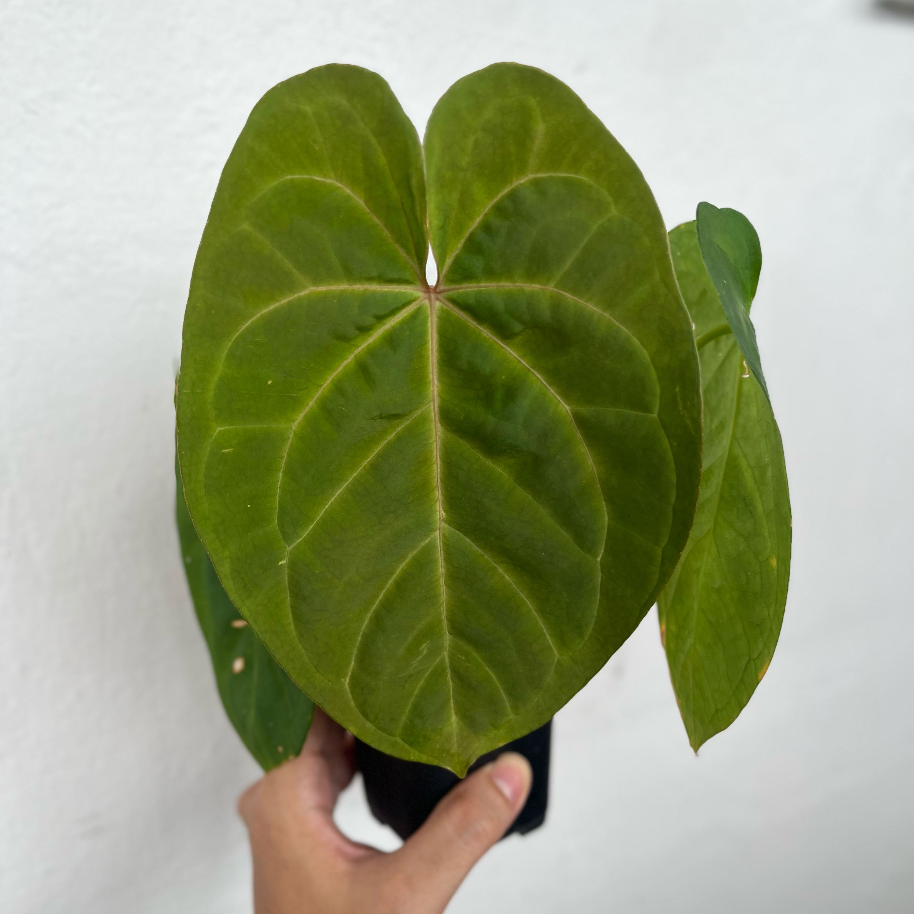 Photo of the plant species Anthurium 'Raven Heart' by @Syxhd named PAPI on Greg, the plant care app