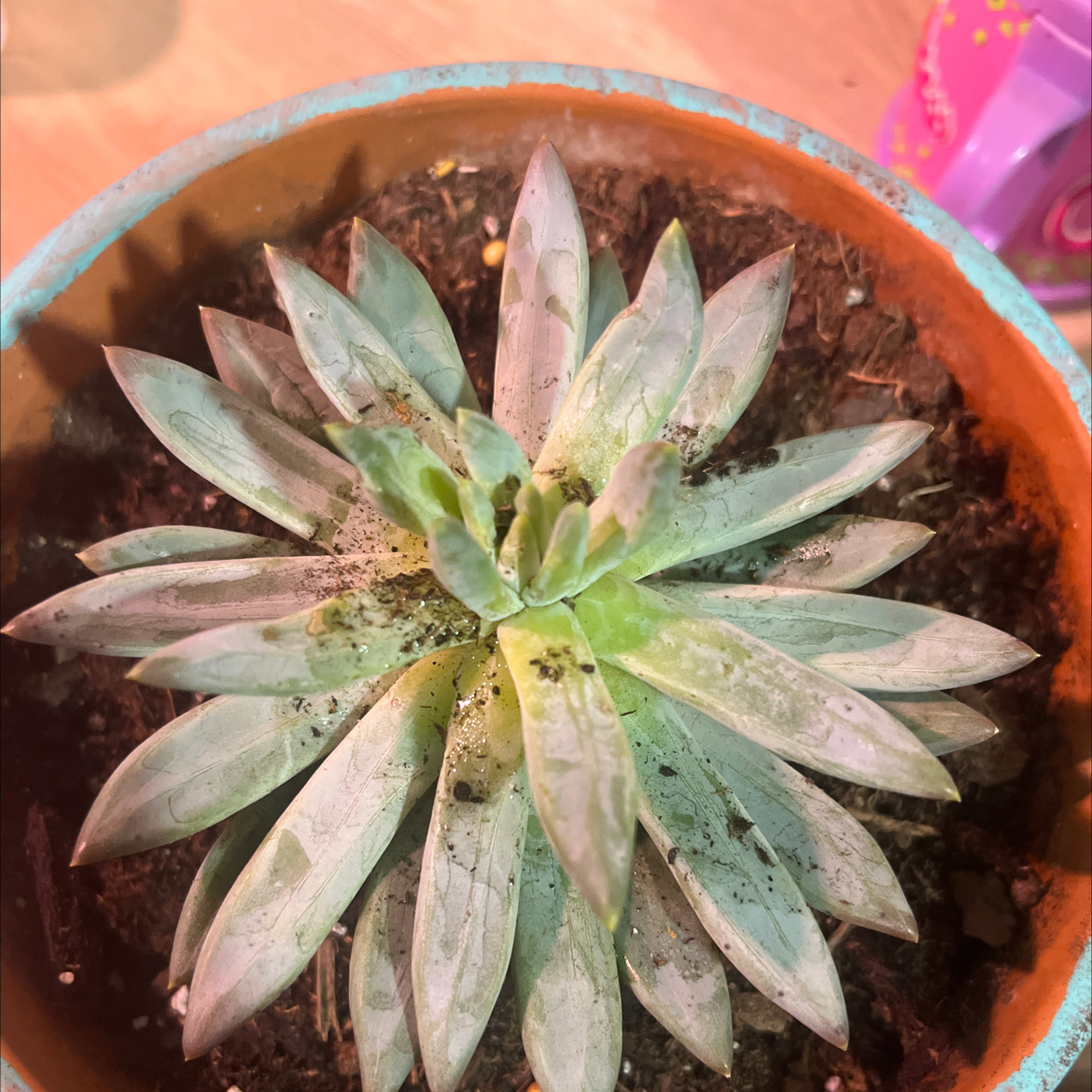 Coco