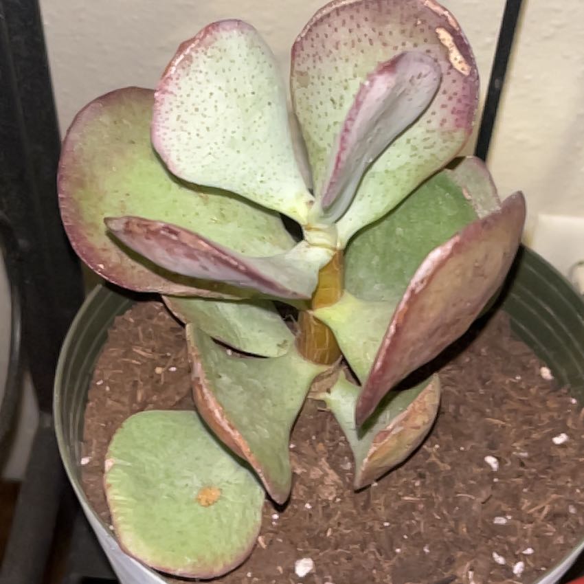 Photo of the plant species Panda Plant 'Album' by @Ashlynnfay named Gobi on Greg, the plant care app