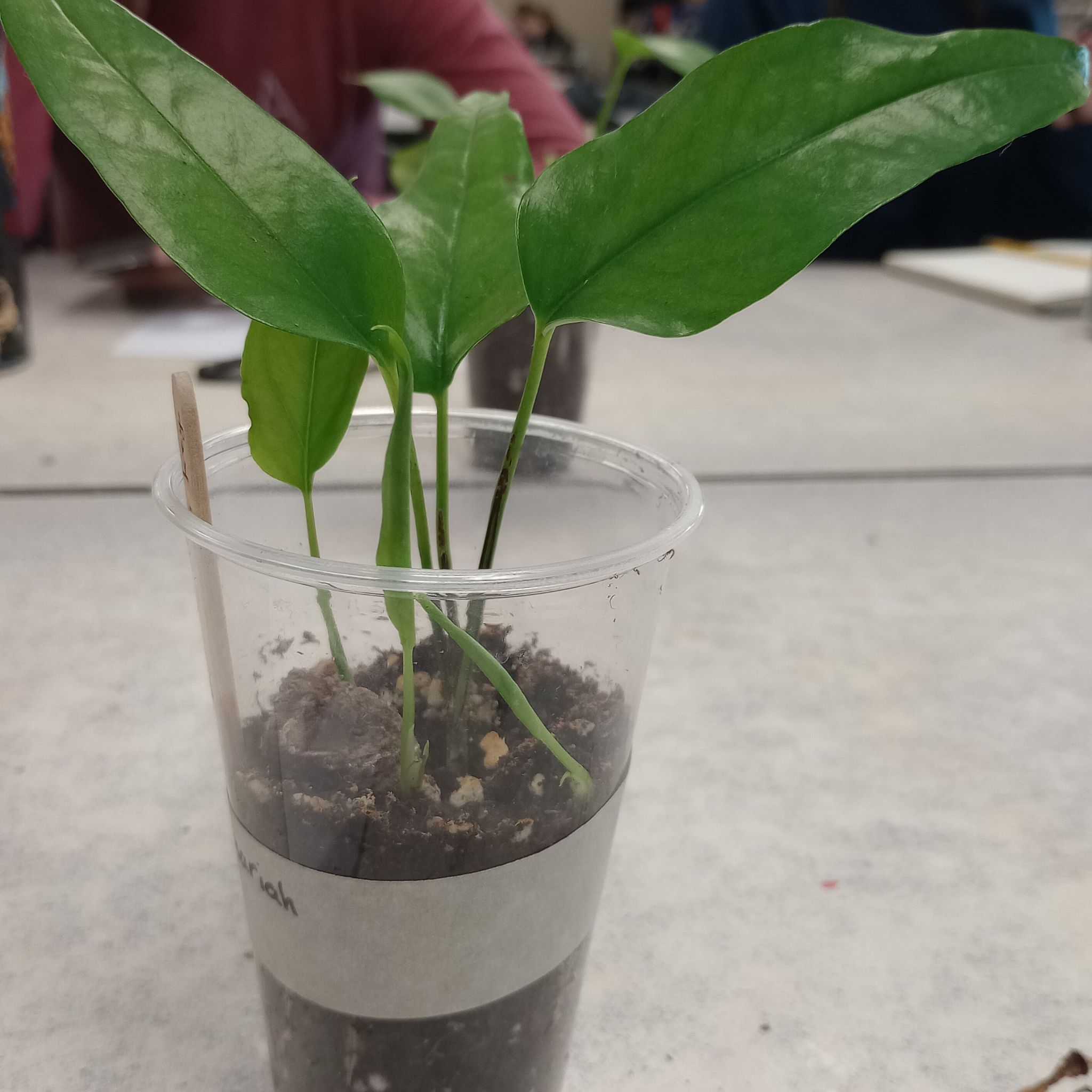 Photo of the plant species Epipremnum 'Skeleton Key' by @ChirpyCentella named Xavier on Greg, the plant care app
