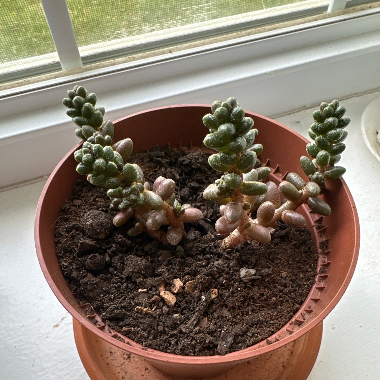 Photo of the plant species Bonsai Sedum by @AnewSwamptupelo named Navajo on Greg, the plant care app