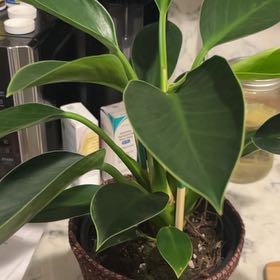 Photo of the plant species Green Princess by @QuickPurei49 named Taylor Swift on Greg, the plant care app