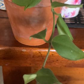 Photo of the plant species Lipstick black by @QuickPurei49 named Sahara on Greg, the plant care app