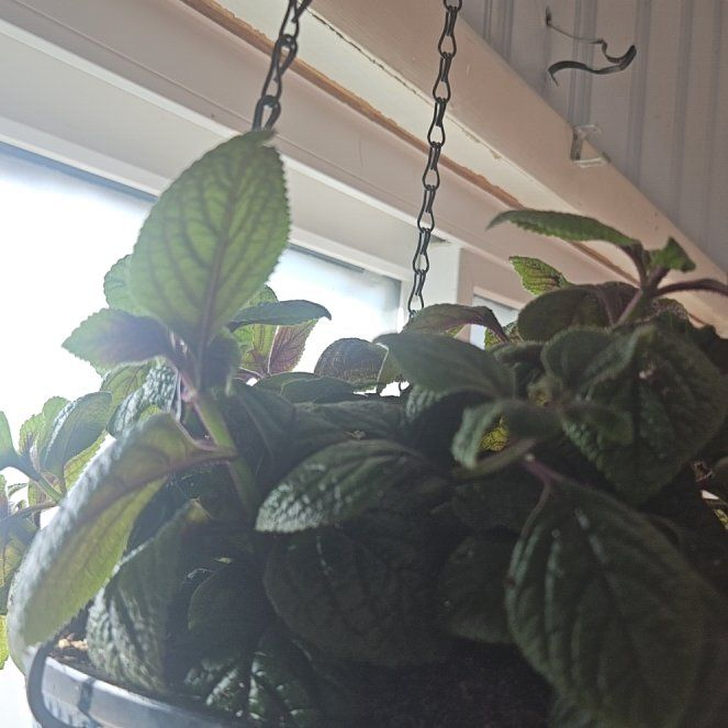 Photo of the plant species Speckled Spur Flower by @FitQueenswreath named Spike Leaves on Greg, the plant care app