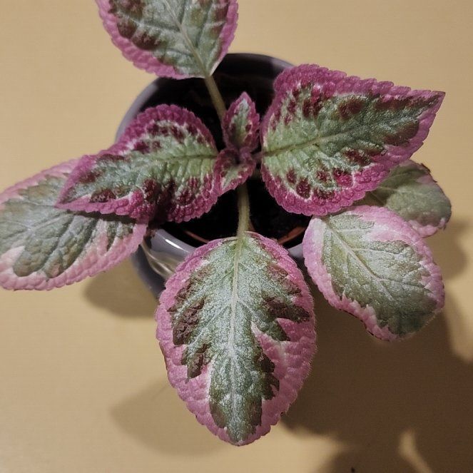 Photo of the plant species Episcia 'Cleopatra' by @GuruSilversage named Cleopatra on Greg, the plant care app