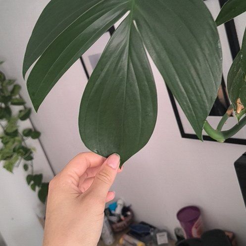 Photo of the plant species Crape Ginger by @ProficientGray named Beckham on Greg, the plant care app