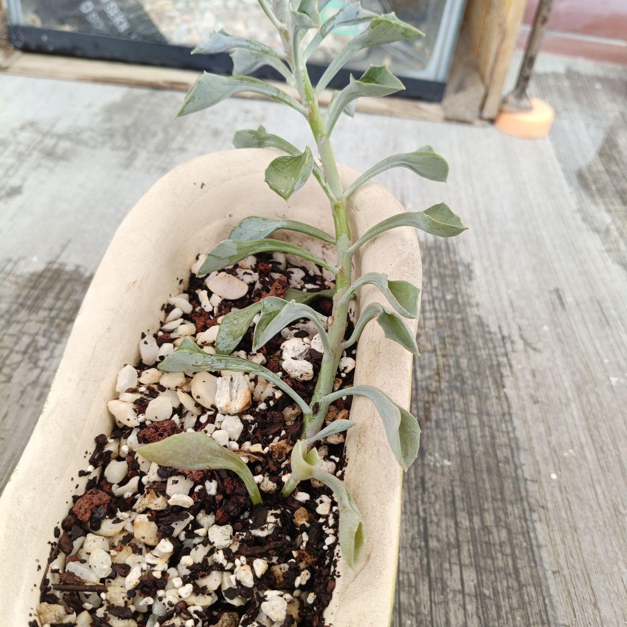 Photo of the plant species Spear Head Senecio by @HunkyStrapwort named Akali on Greg, the plant care app