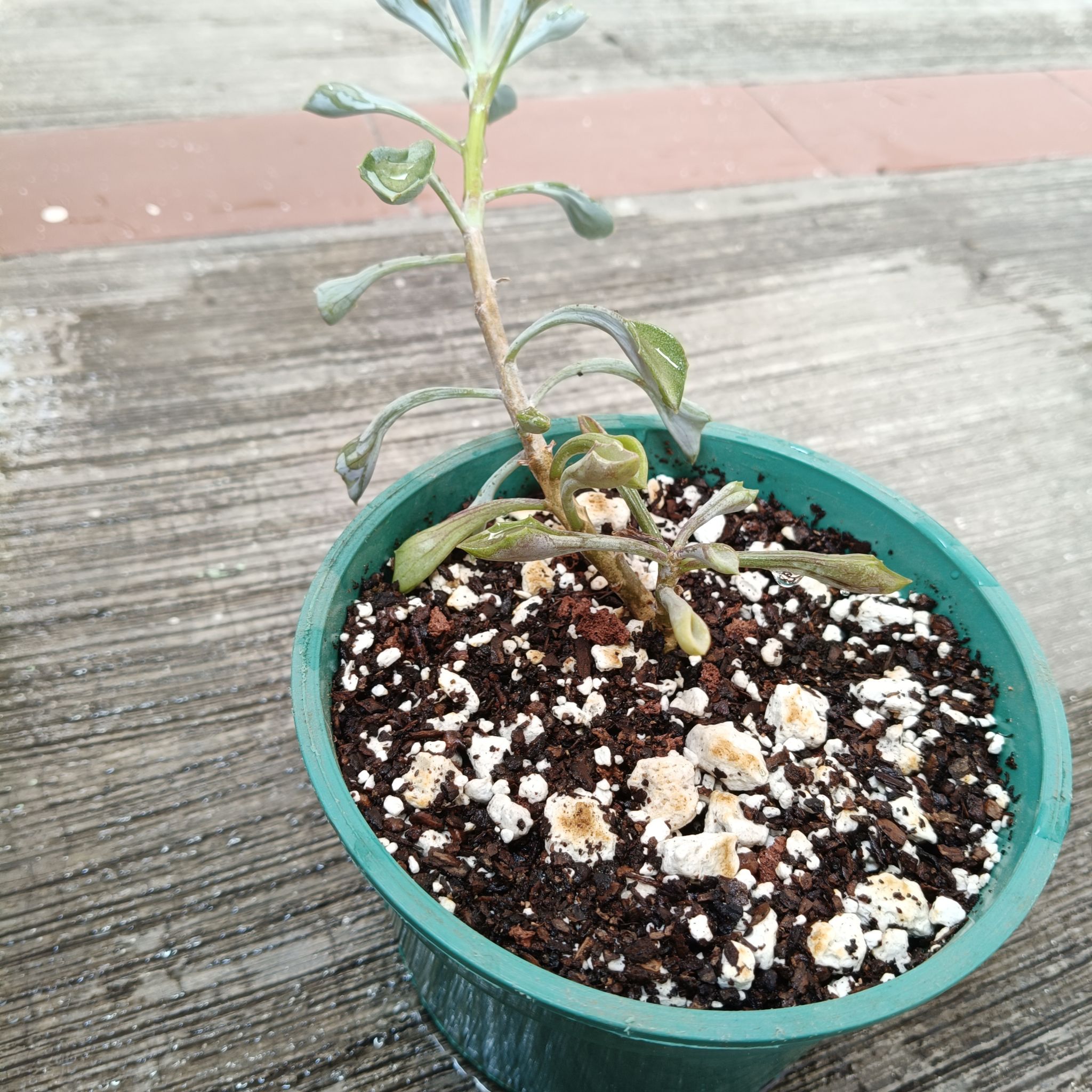 Photo of the plant species Spear Head Senecio by @HunkyStrapwort named Shen on Greg, the plant care app