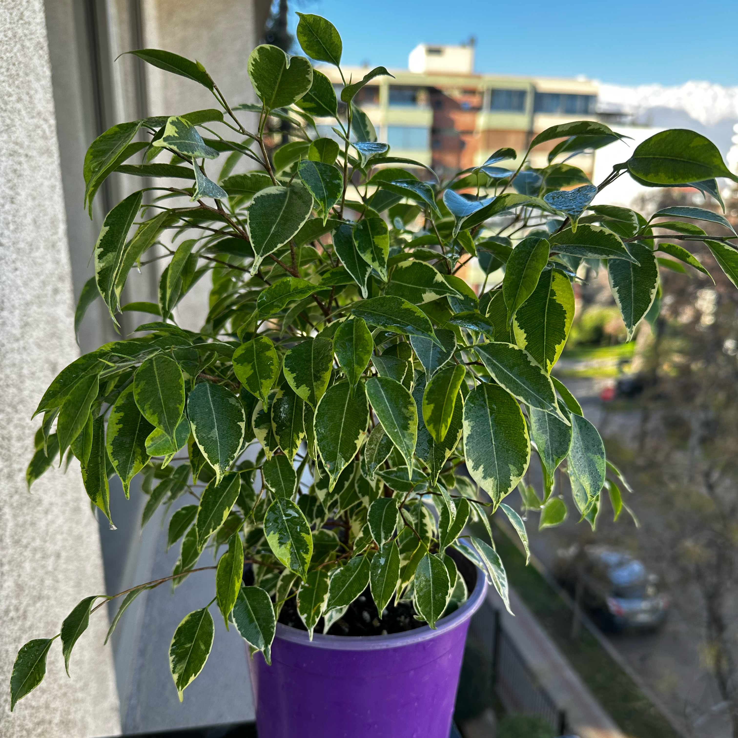 Photo of the plant species Variegated Weeping Fig by @Belensia named Bruce Lee on Greg, the plant care app