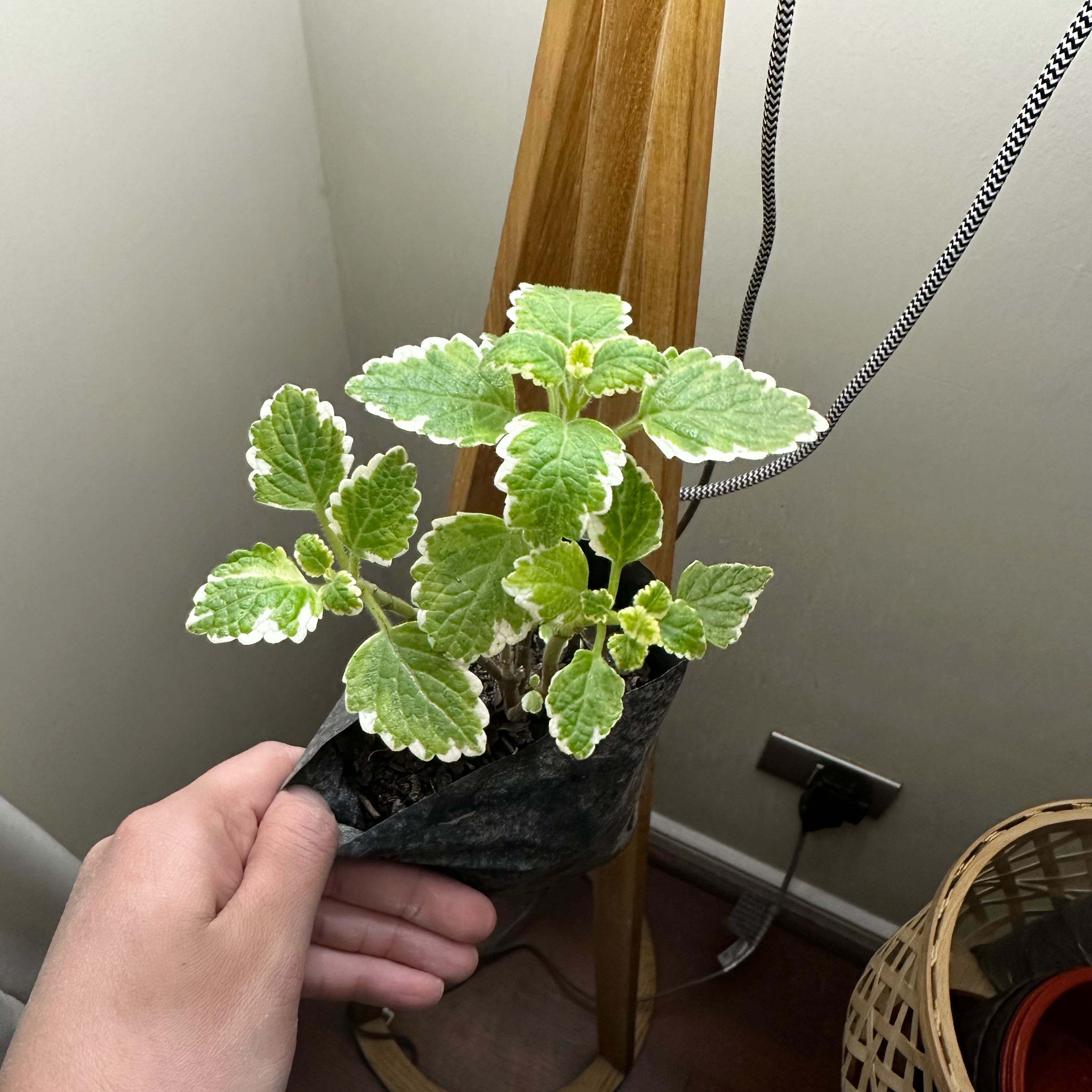 Photo of the plant species Swedish Ivy White Surf by @Belensia named Figyonce on Greg, the plant care app