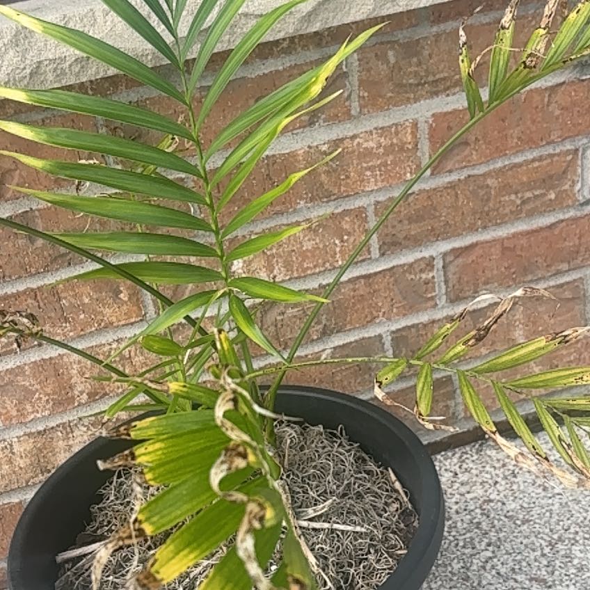 Photo of the plant species Variegated Shell Ginger by @DeftSmokethorn named Planty on Greg, the plant care app
