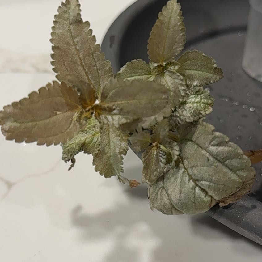 Photo of the plant species Silver Plated Pilea by @TopdogOrrisroot named Messi on Greg, the plant care app