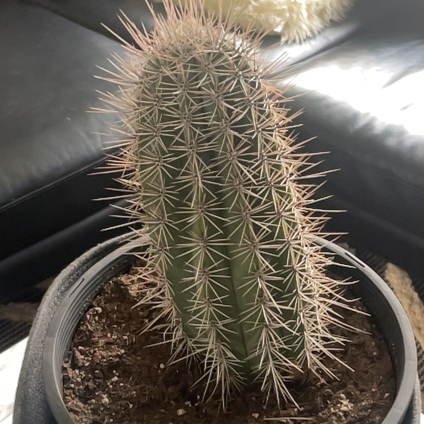 Photo of the plant species Giant Mexican Cactus by @RadiantMikimiki named Osmo on Greg, the plant care app