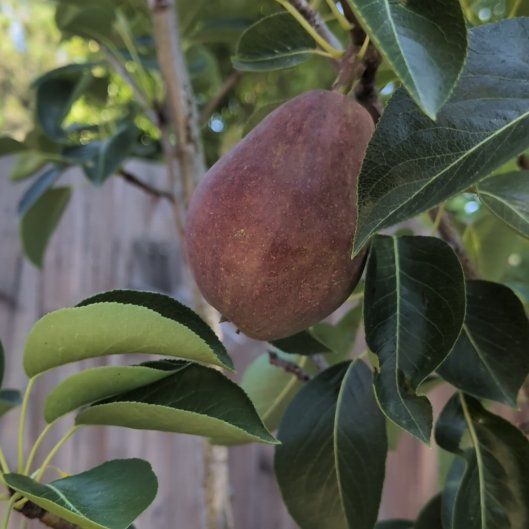 Photo of the plant species Common Pear by @WhizParataniwha named Marilyn on Greg, the plant care app