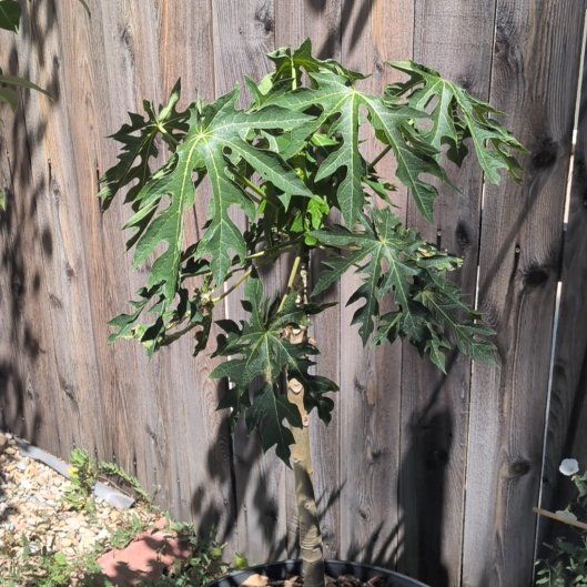 Photo of the plant species Papaya by @WhizParataniwha named Bella on Greg, the plant care app