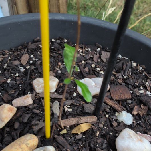 Photo of the plant species Pomegranate by @WhizParataniwha named Kendall on Greg, the plant care app