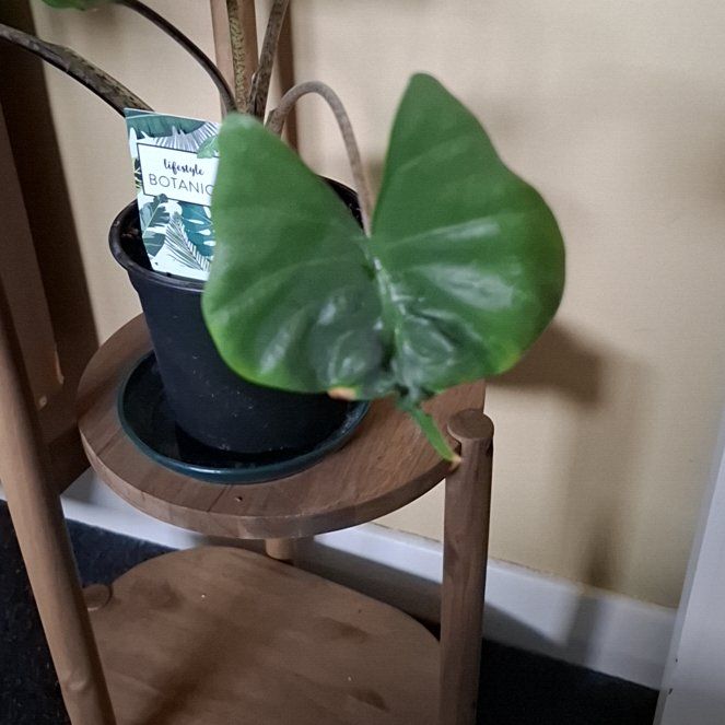 Photo of the plant species Alocacasia Stingray by @LogicalLlavea55 named Plato on Greg, the plant care app