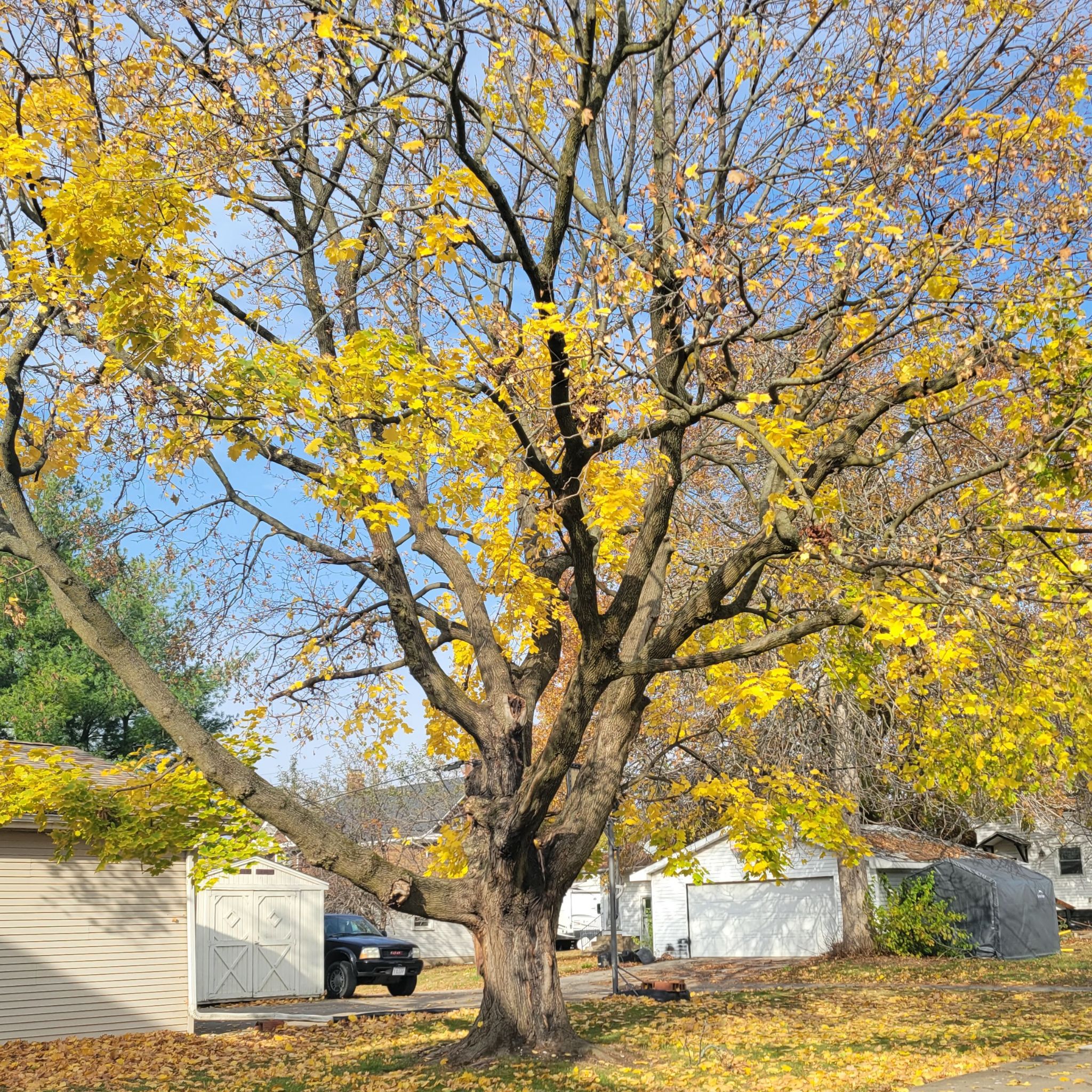 Photo of the plant species Maple Tree by @BoldScarletrata named Sigmund on Greg, the plant care app
