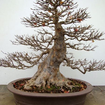 Photo of the plant species Trident maple by @ArouraDragin named Rosa on Greg, the plant care app