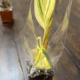 Photo of the plant species European White Hellebore by @GaietySeadragon named Treeyoncé on Greg, the plant care app